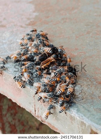 honey bees 🐝 in summer 