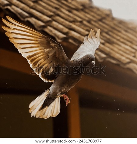 Pigeon Takes to the Skies