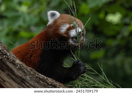 Picture of a red panda eating some herbs on the tree branches