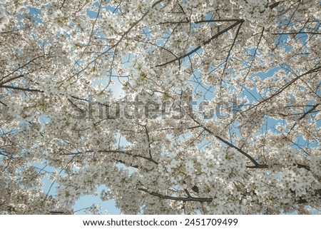 Cherry Blossoms during a beautiful spring day