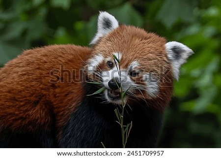 Picture of a red panda eating some herbs