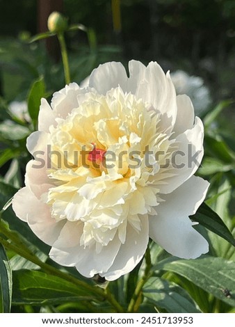 Light Pink and White Peony with Bud in the Background on a Sunny Day