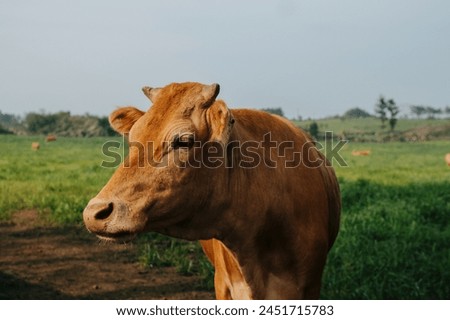 Farm animals on a green field. Orange Cow portrait looking at the camera, horses green background with a tree, Sunny weather
