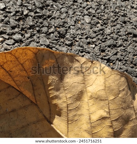 Background image of golden yellow dry leaves Placed alone on the road, light falls on it. causing light and shadow It's an abstract picture.