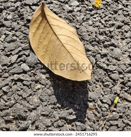 Background image of golden yellow dry leaves Placed alone on the road, light falls on it. causing light and shadow It's an abstract picture.