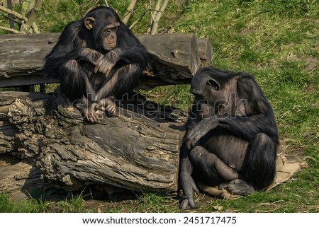 Picture of two chimpanzees sitting, one above and the other below