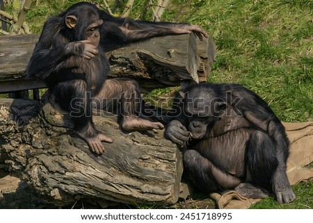 Picture of two chimpanzees sitting, one of them raising his hand