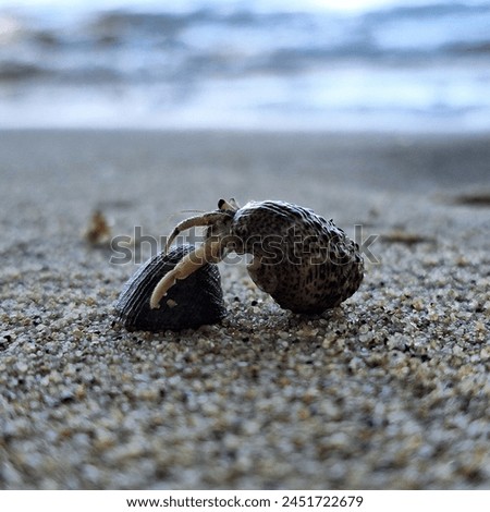 Hermit crabs are a family of crabs that don't have pincers