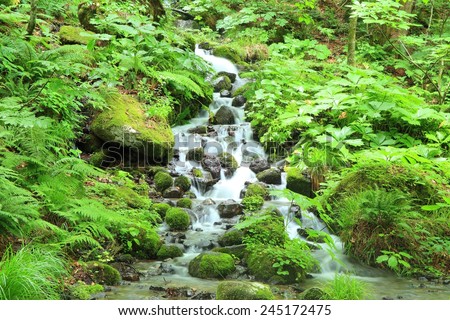 Moss and stream, Oirase stream, Aomori, Japan Royalty-Free Stock Photo #245172475