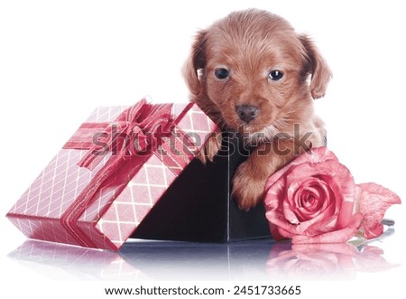 brown dog puppies funny smiling puppy dog a paw and cute puppy on white background