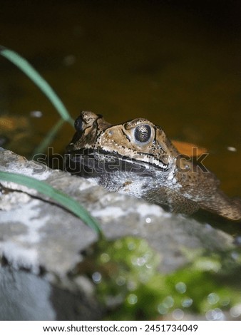 A toad soaking in a garden tub at night   A toad is patiently waiting for an unsuspecting insect to come within its reach. It sits there motionless, blending perfectly with the surroundings, 
