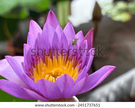 Beautiful purple colour lotus (nil manel) with a bee in Sri Lankan lake on 15.04.2024 