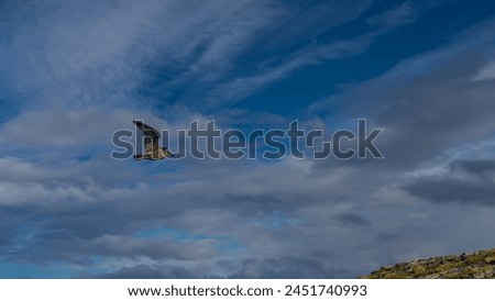 The petrel seabird flies in the air against a background of blue sky and clouds. The wings are raised. Mottled brown plumage. Argentina. Patagonia. Royalty-Free Stock Photo #2451740993