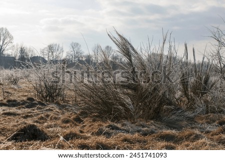 Frost on the bush in the morning. Bush and grass covered with frost on a sunny spring morning. Good photo for nature collages.