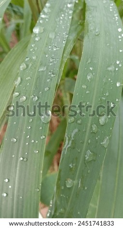 water that lands on the leaves and background