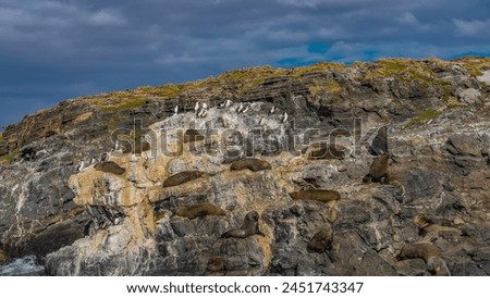  group of sea lions lies on the slope of a rocky islet. Cormorants are sitting on cliffs. Sparse grassy vegetation. Clouds in the blue sky. Isla de los lobos. Argentina. Patagonia. 