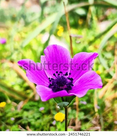 poppy anemone flower plant,a beautiful picture of purple colour flower plant 