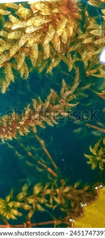 hydrilla aquatic plant.
Top view of a shallow transparent pond. Aerial photography.

