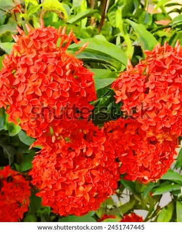 damask rose flower plant,a beautiful picture of red colour rose flower plant 