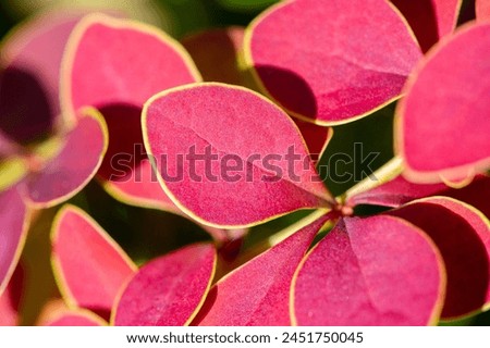 Decorative barberry. Decorate your garden with ornamental barberry plants. Various varieties and colors are available to suit different landscaping designs. Low-maintenance plants that add texture