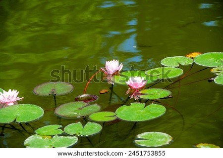 Lotus. Nelumbo. Nymphaeaceae. Water lily. Like the lotus, we too can find strength in adversity and rise above life's challenges by harnessing our unique and exquisite qualities. Unleash your true bea
