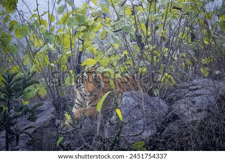One of the 5 cubs of tigress called P151 from Panna Tiger Reserve Royalty-Free Stock Photo #2451754337