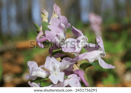 Corydalis cava subsp. cava, Papaveraceae. Wild plant shot in spring. Royalty-Free Stock Photo #2451756291