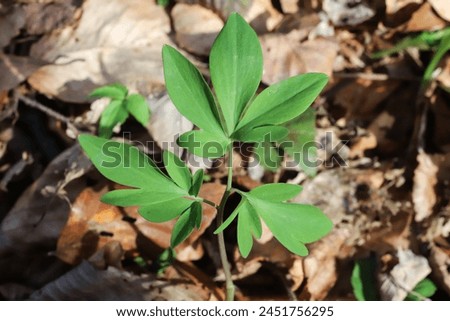 Corydalis cava subsp. cava, Papaveraceae. Wild plant shot in spring. Royalty-Free Stock Photo #2451756295