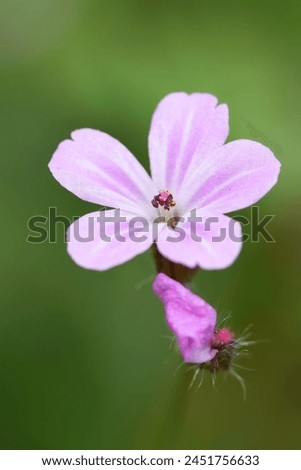 Vertical closeup on the light pink flower of the green, herb robert, Geranium robertianum