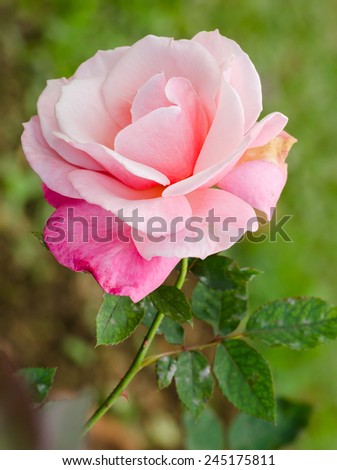 close up beautiful pink rose in a garden
