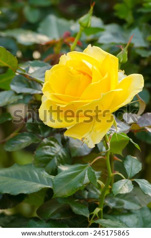 close up beautiful yellow rose in a garden