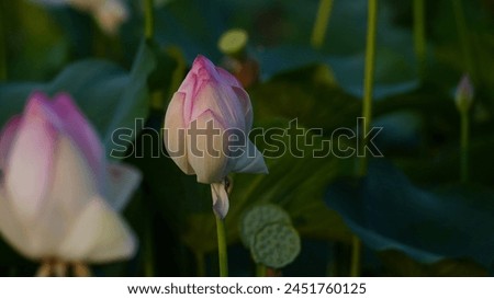 Primium photo . Beautiful blooming pink lotus . Lotus flower photography. Flower photography.
