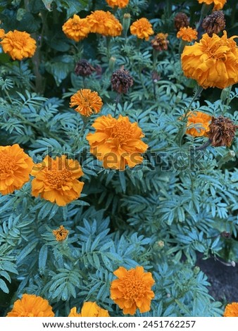 Orange of chicken dung flower Royalty-Free Stock Photo #2451762257