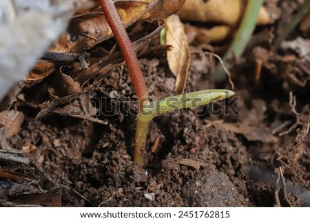 Corydalis solida subsp. solida, Papaveraceae. Wild plant shot in spring. Royalty-Free Stock Photo #2451762815