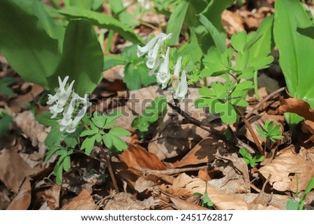 Corydalis solida subsp. solida, Papaveraceae. Wild plant shot in spring. Royalty-Free Stock Photo #2451762817