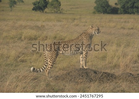 1 Male cheetah in wilderness facing forward Masai Mara Reserve Kenya