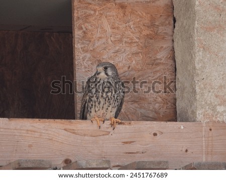 close-up of a kestrel sitting in front of its nest