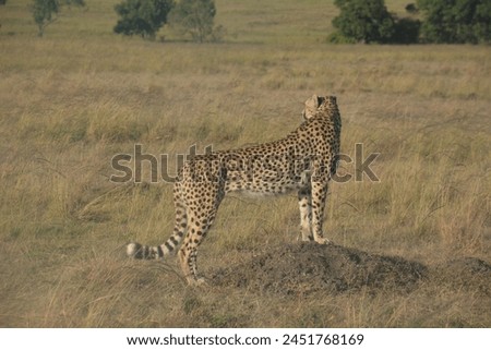 1 standing cheetah on the heal in the grass wilderness facing left