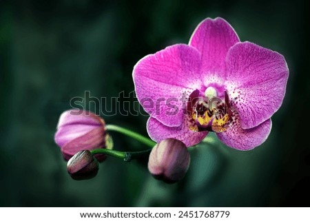 Close up of blooming pink orchid flowers and buds isolated on blurry blue background 