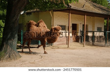 The Bactrian camel eating, Camelus bactrianus, large, even-toed ungulate native to the steppes of Central Asia. walk in Frankfurt Zoological garden, founded in 1858 and second oldest zoo in Germany Royalty-Free Stock Photo #2451770501