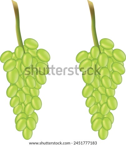 Beautiful green grapes and green branch on white background