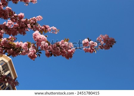 A cherry tree's branch in lush bloom, adorned with delicate pink flowers, in the sky background. Springtime.
