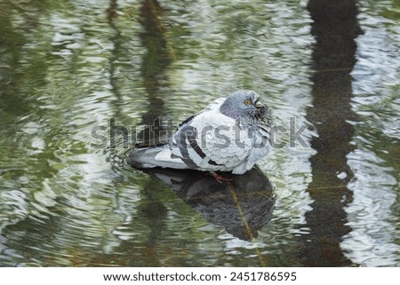 Pigeon standing on waterlogged ground and reflection of water Royalty-Free Stock Photo #2451786595