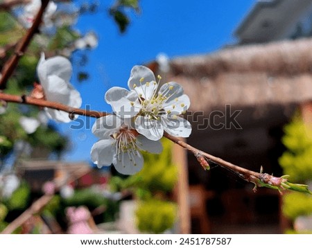 A branch with apricot flowers against the background of a house close-up.