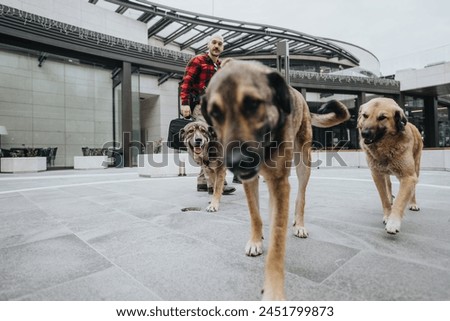 Three little dogs walking toward camera on a cloudy weather in the street