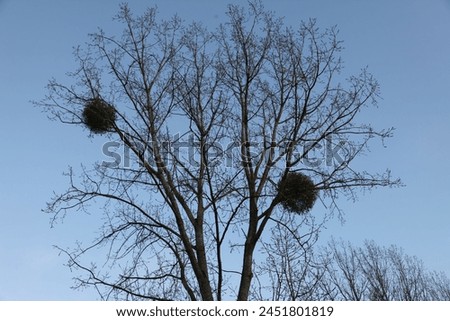 Exterior photo view of the top of a natural tree in wood with Mistelballs mistel balls on its branches ike parasites on a blue sky during cold winter 