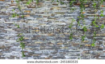 Granite wall background with vines (Lee Kwan Yew)