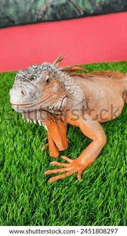 Red Iguana, Iguana is a genus of herbivorous lizards that are native to tropical areas of Mexico, Central America, South America, and the Caribbean. Royalty-Free Stock Photo #2451808297