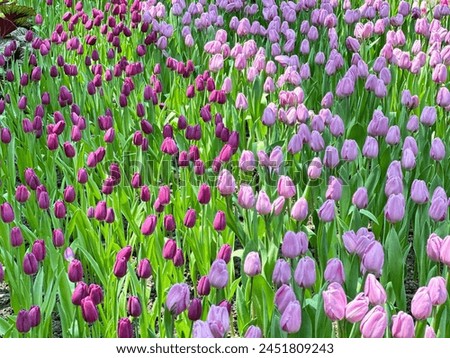 Picture of purple and pink tulip buds