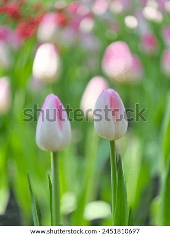 Pink tulip pictures are mobile wallpapers.